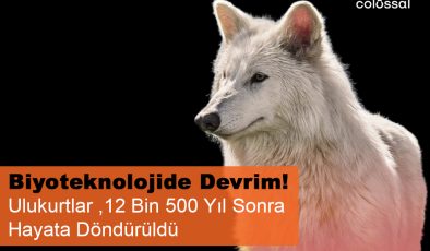 Nesli Tükenen Ulukurtlar 12 Bin Yıl Sonra Hayata Döndürüldü