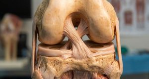 Arka Çapraz Bağ (PCL) Yaralanmaları ve Artroskopik Tedavi Yaklaşımı